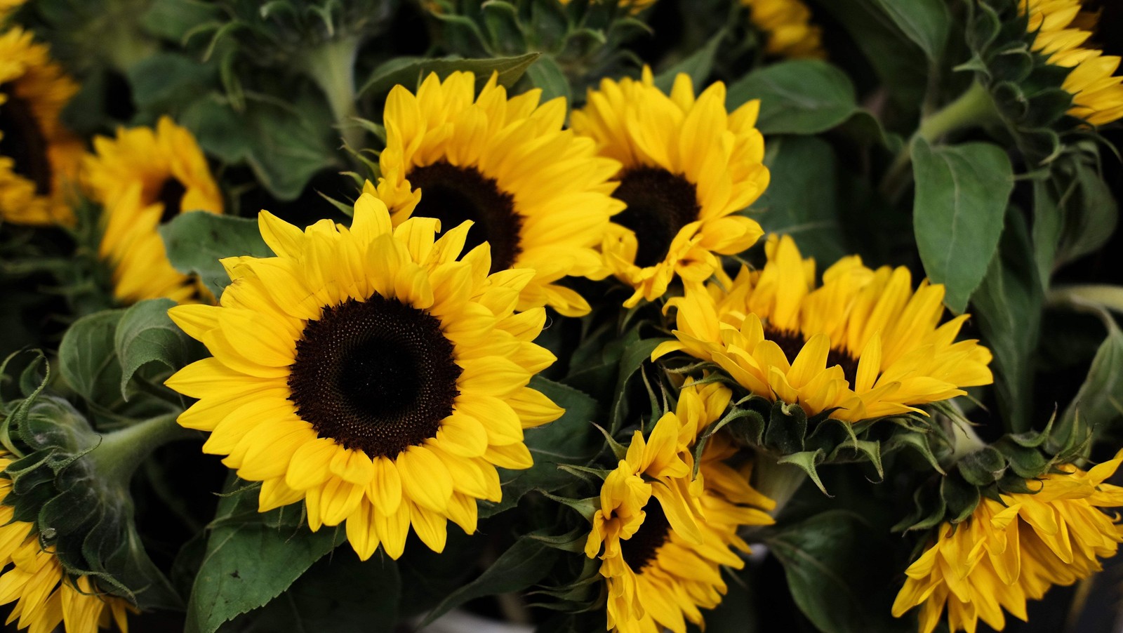 30 INCREDIBLE DWARF SUNFLOWER Helianthus Annuus Flower Seeds