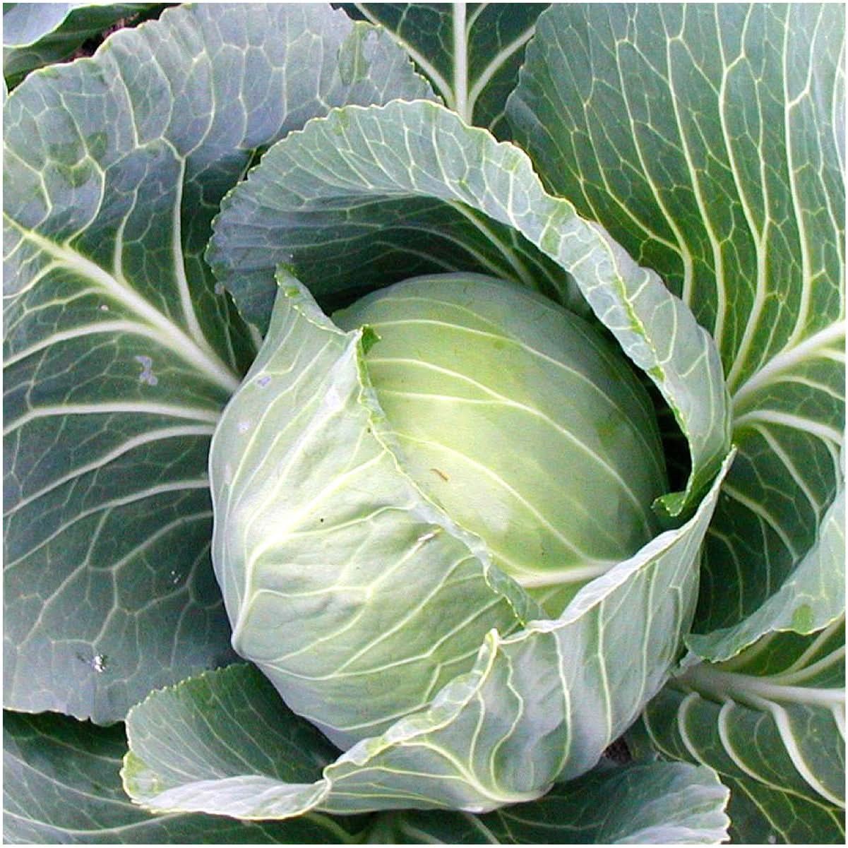 Golden Acre Cabbage Seeds For Planting (Brassica oleracea)