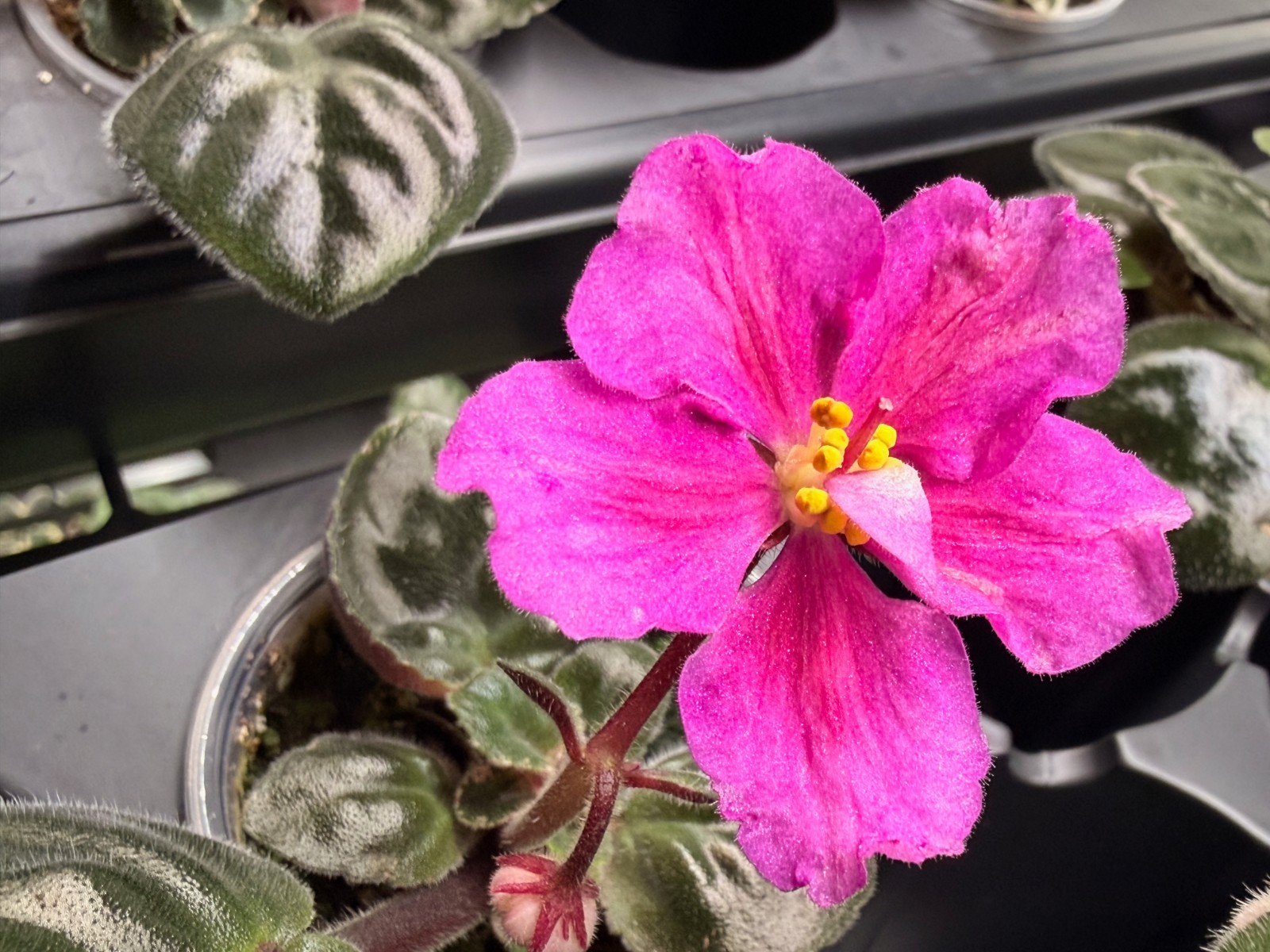 African Violet Plant Ma’s Jamaica Farewell Starter Plant Standard