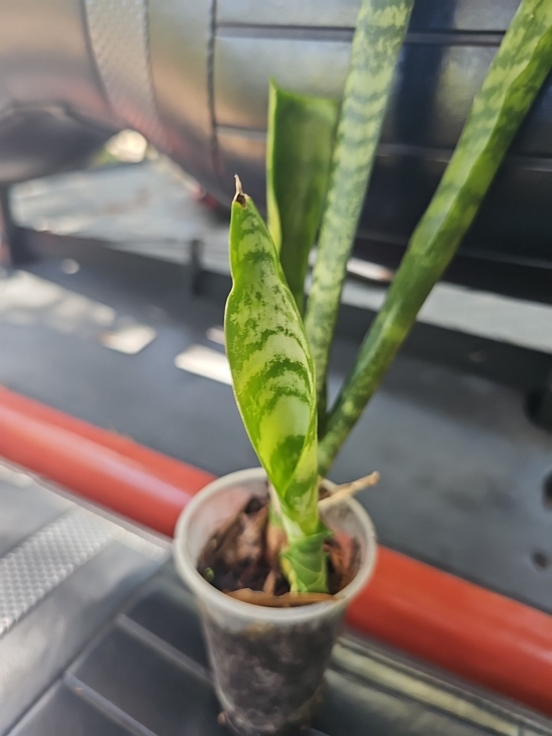 Sansevieria Zeylanica Succulent Mother in Law Plant Bare Root 18″