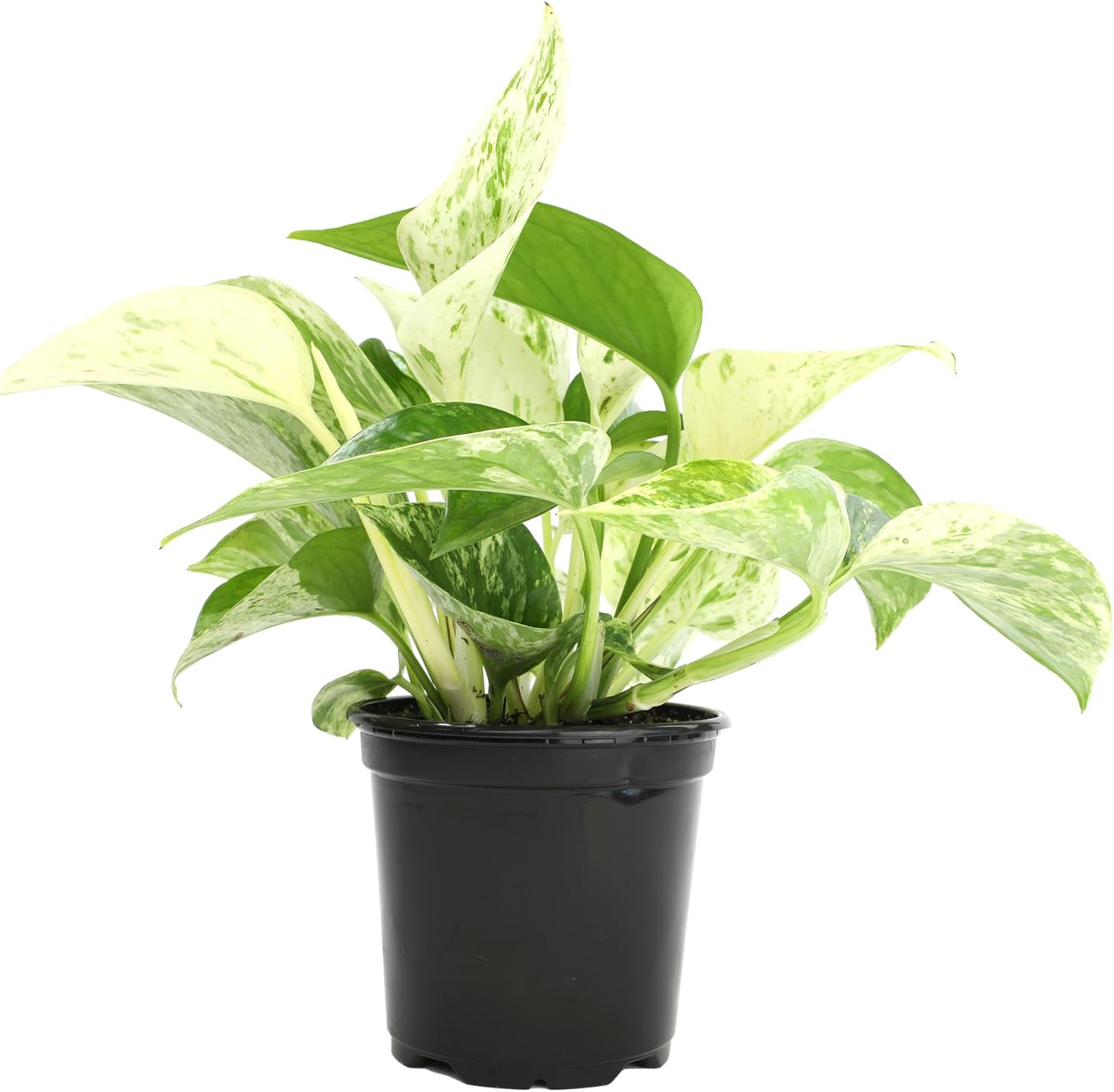 Live Pothos Plants (4PK) Indoor Plants Live Houseplants, Pothos Live Plant House