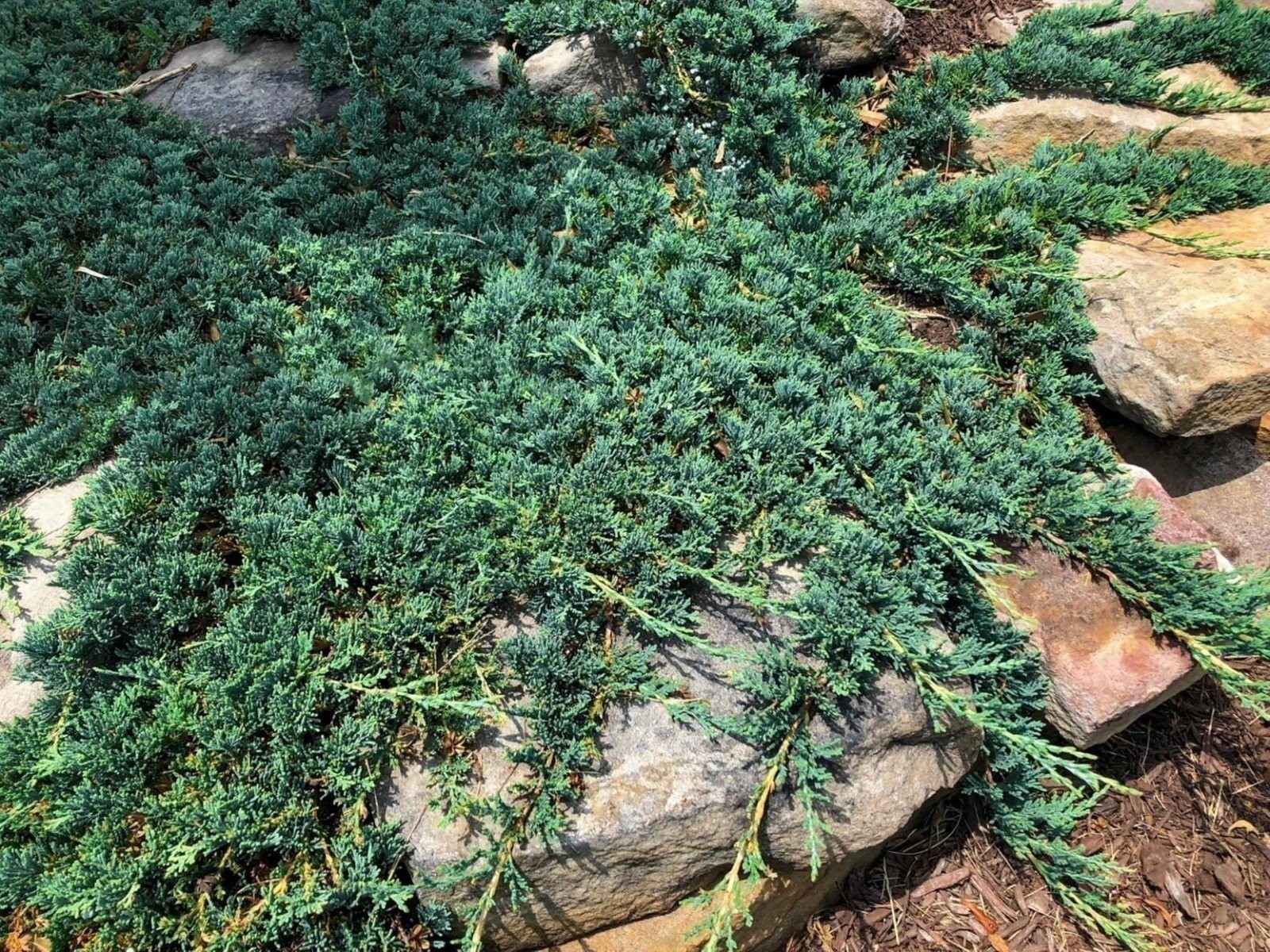 Blue Rug Juniper – Live Plants – 2″ Pots – Juniperus Horizontalis ‘Wiltonii’…