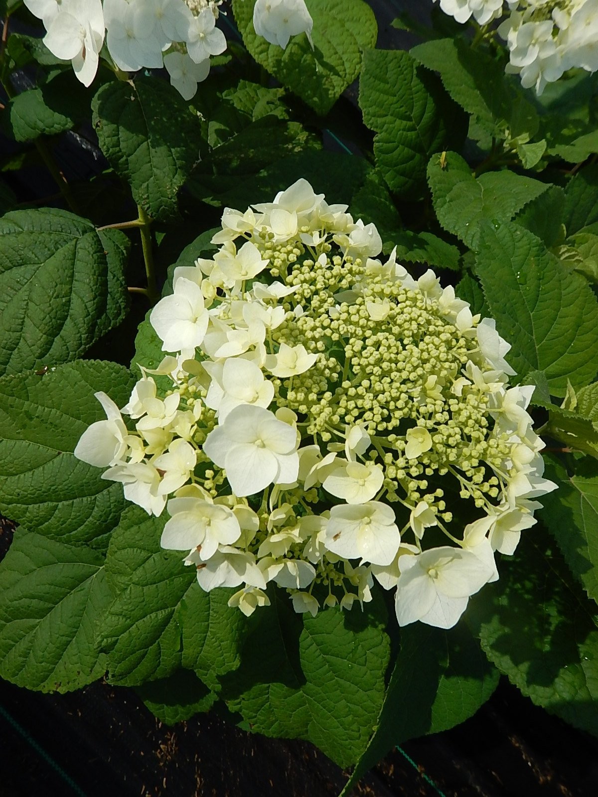Green Promise Farms American Beauties Native Plants – Hydrangea Arb. Haas Halo