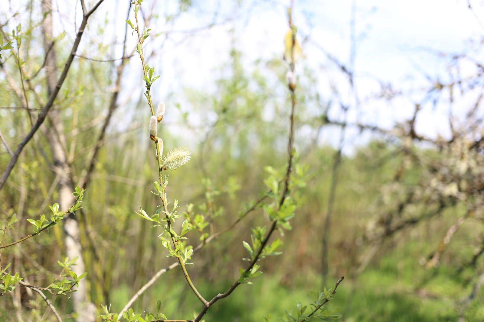 Pussy Willow (Salix) Cuttings – Fresh Spring Budding – Easy to Root