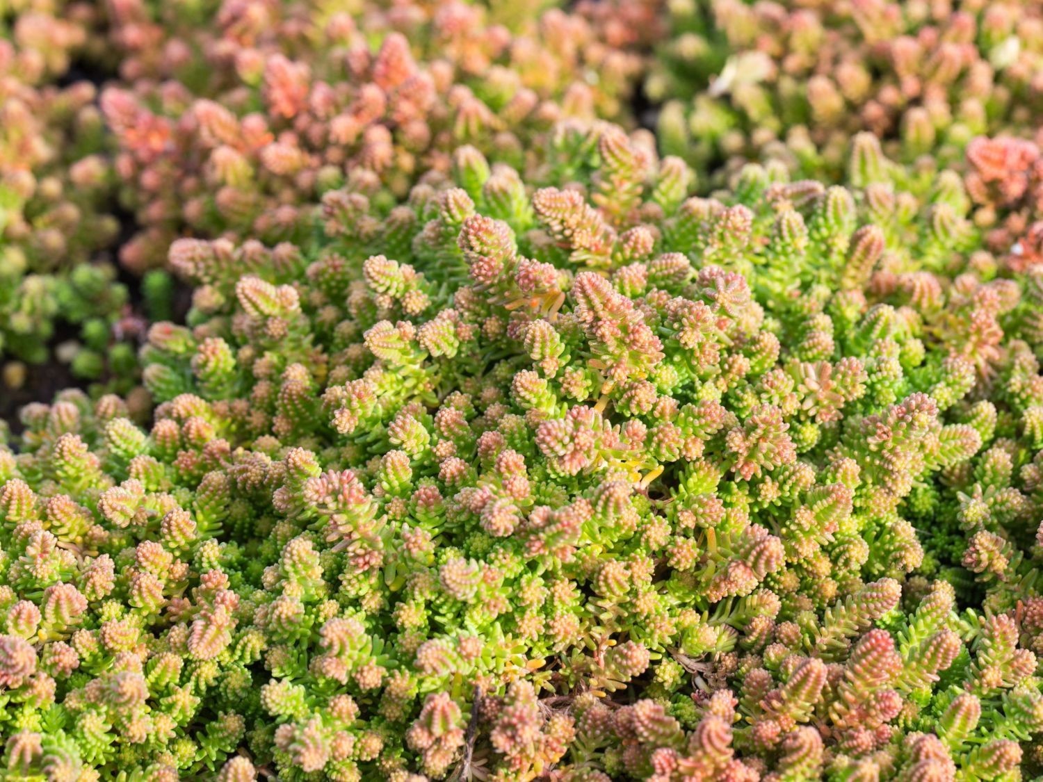 Sedum Sexangulare Succulent Plant – Tasteless Stonecrop Live Plant – 2″ in pot