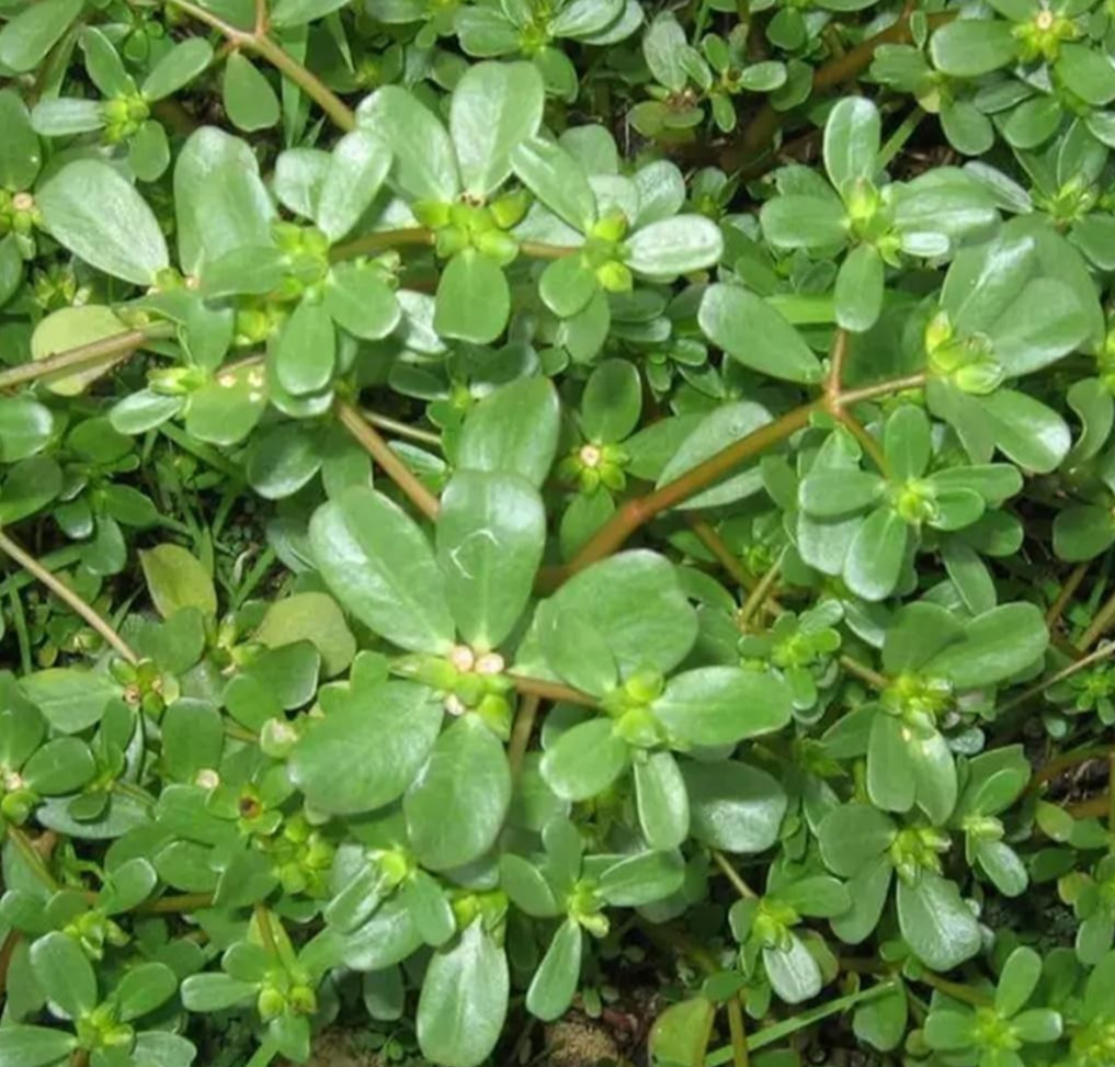 GOLDEN PURSLANE SEEDS 1000+ PORTULACA SATIVA herb GARDEN greens PIGWEED pursley