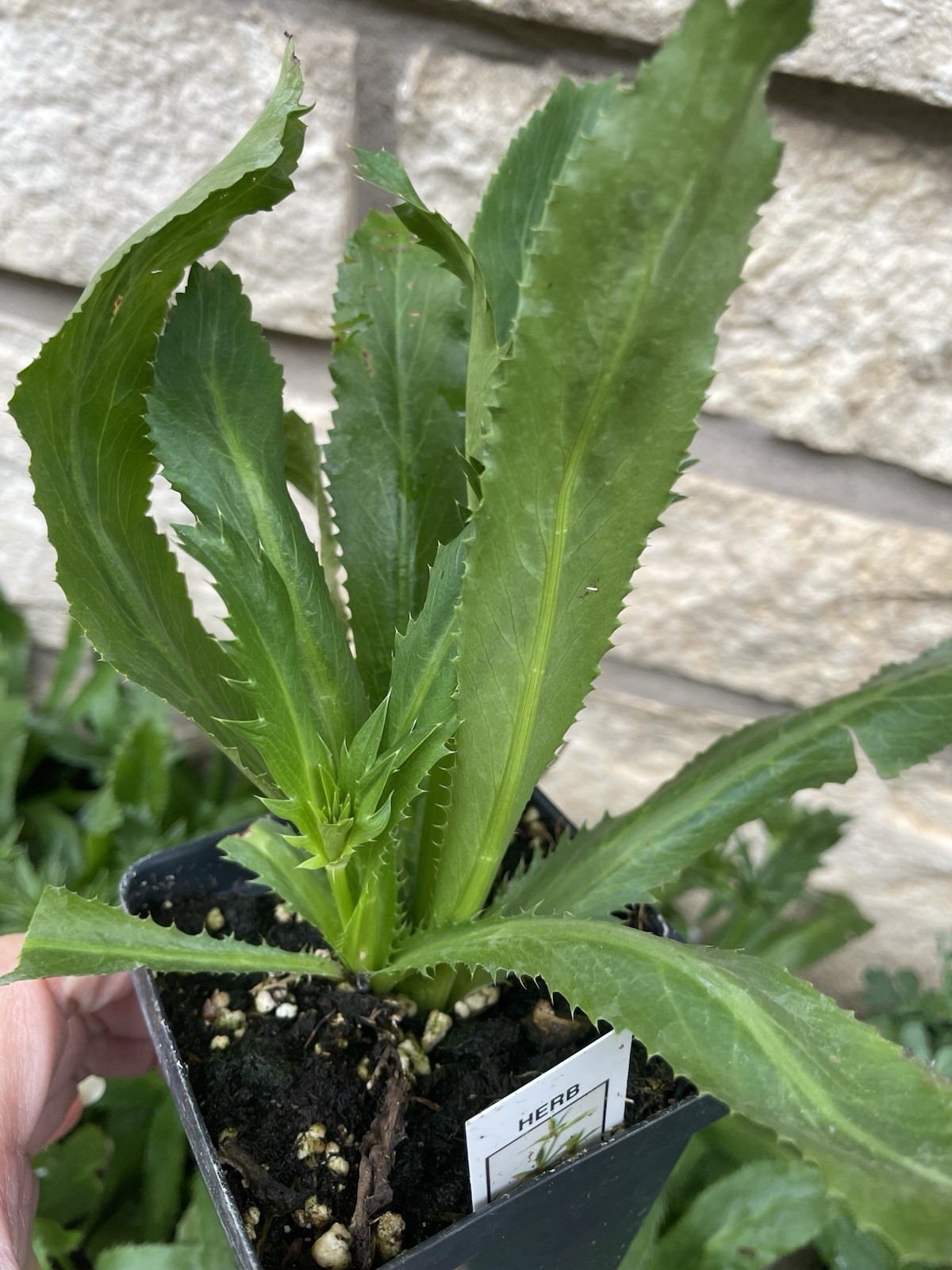 Culantro live plants 2-3 Plants Per Pot- Ngo Gai – Ship With 3.5 Inches Pot