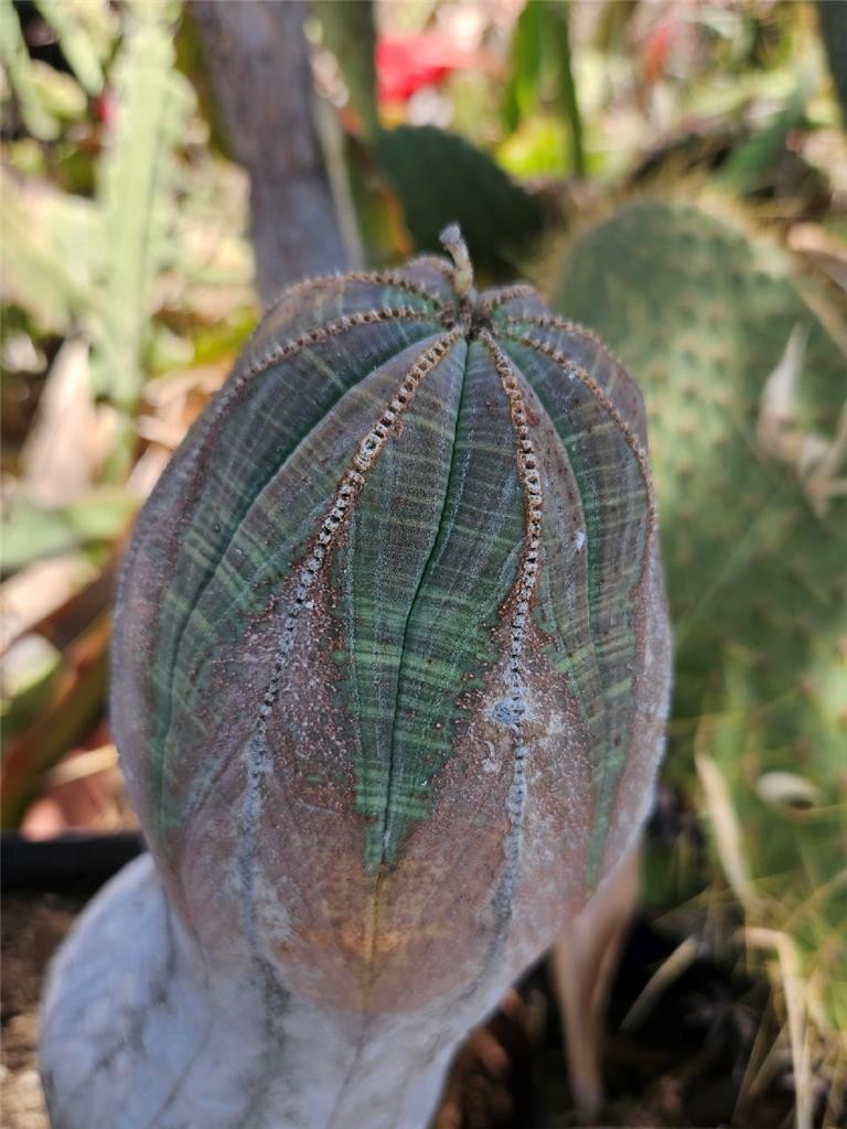 Large Old Euphorbia Obesa 10 Inches Tall
