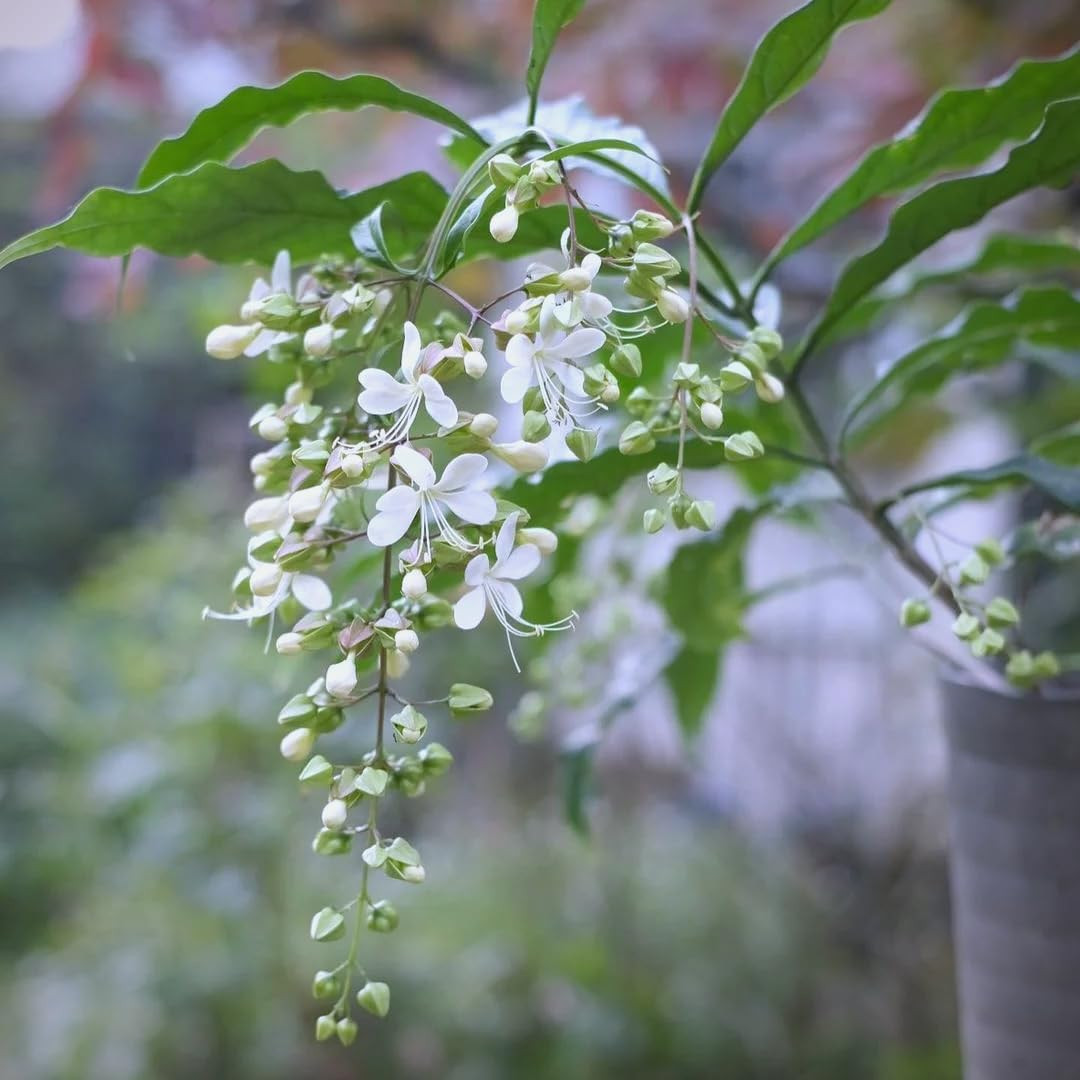 Climbing Weeping Jasmine Seeds for Planting, 300+Pcs Fragrant Climber Jasmine Pe