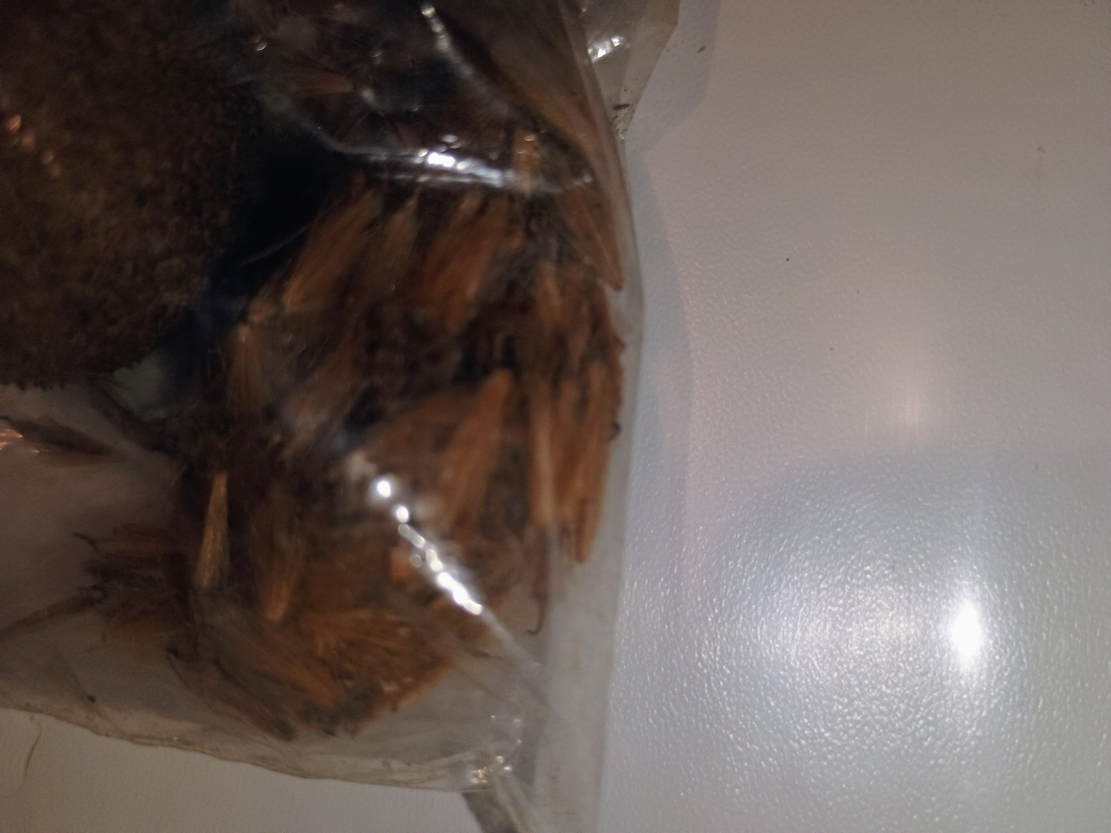 American Sycamore ( Platanus Occidentlis) Seeds ( 30 Seeds, Read Info)