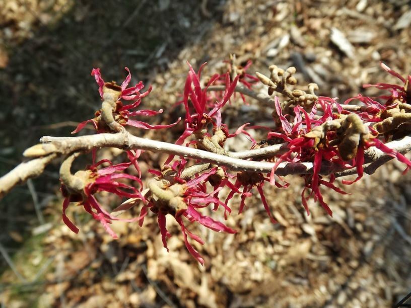 10 SHIBAMICHI RED WITCH HAZEL SEEDS – Hamamelis japonica ‘Tsukubana Kurrean