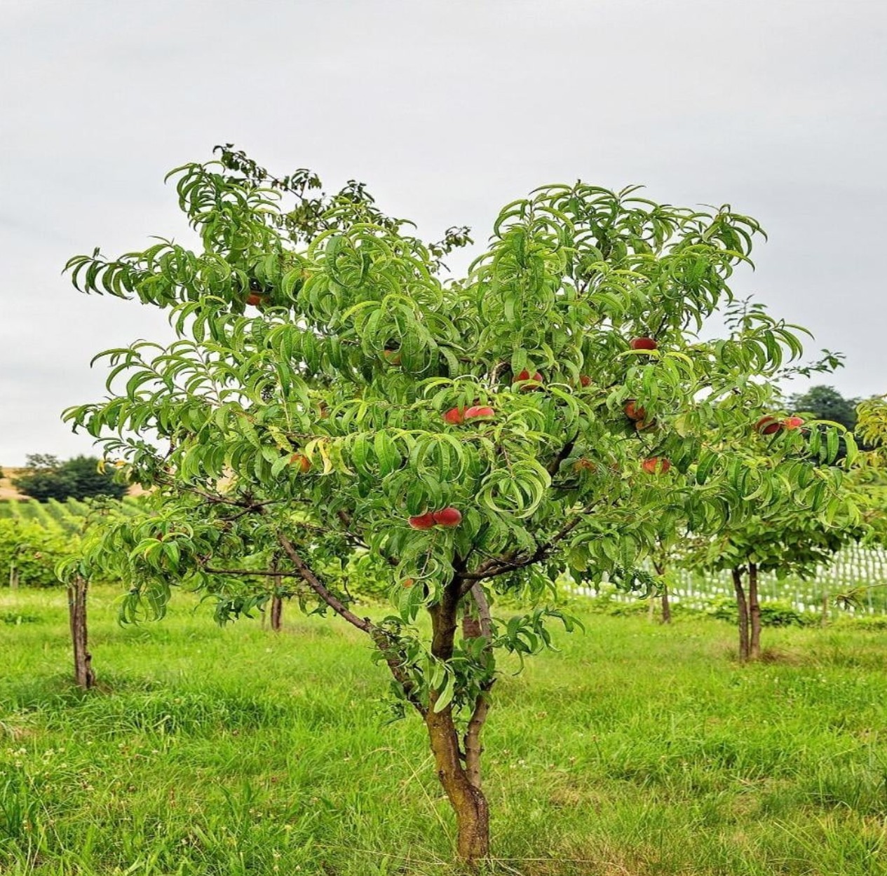 Red Haven Peach Tree 2-3ft Outdoor Prunus Persica Redhaven Fruit Garden Tree