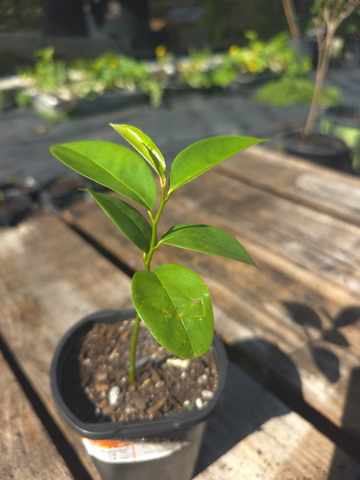Soursop Thai (Annona) Live Seedling Fruit Plant – Outdoor – Green Broadleaf