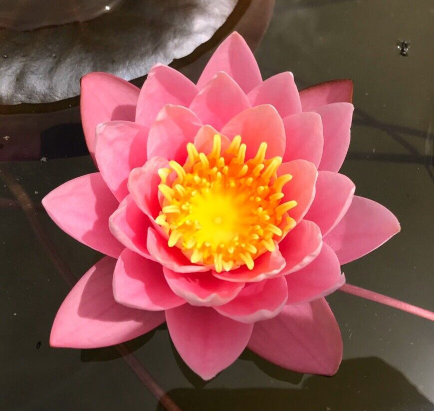 Nymphaea “Pink Sensation” Water Lily (Winter Hardy) | Sprouted Tuber/Rhizome