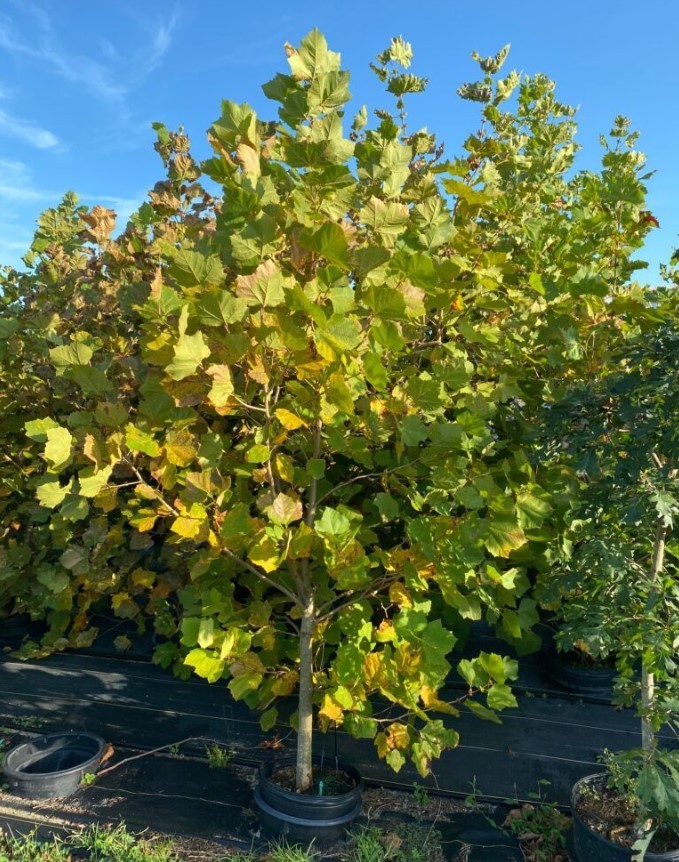 American Plane Tree – 6-12″ Tall – 4″ Pot – Platanus Occidentalis