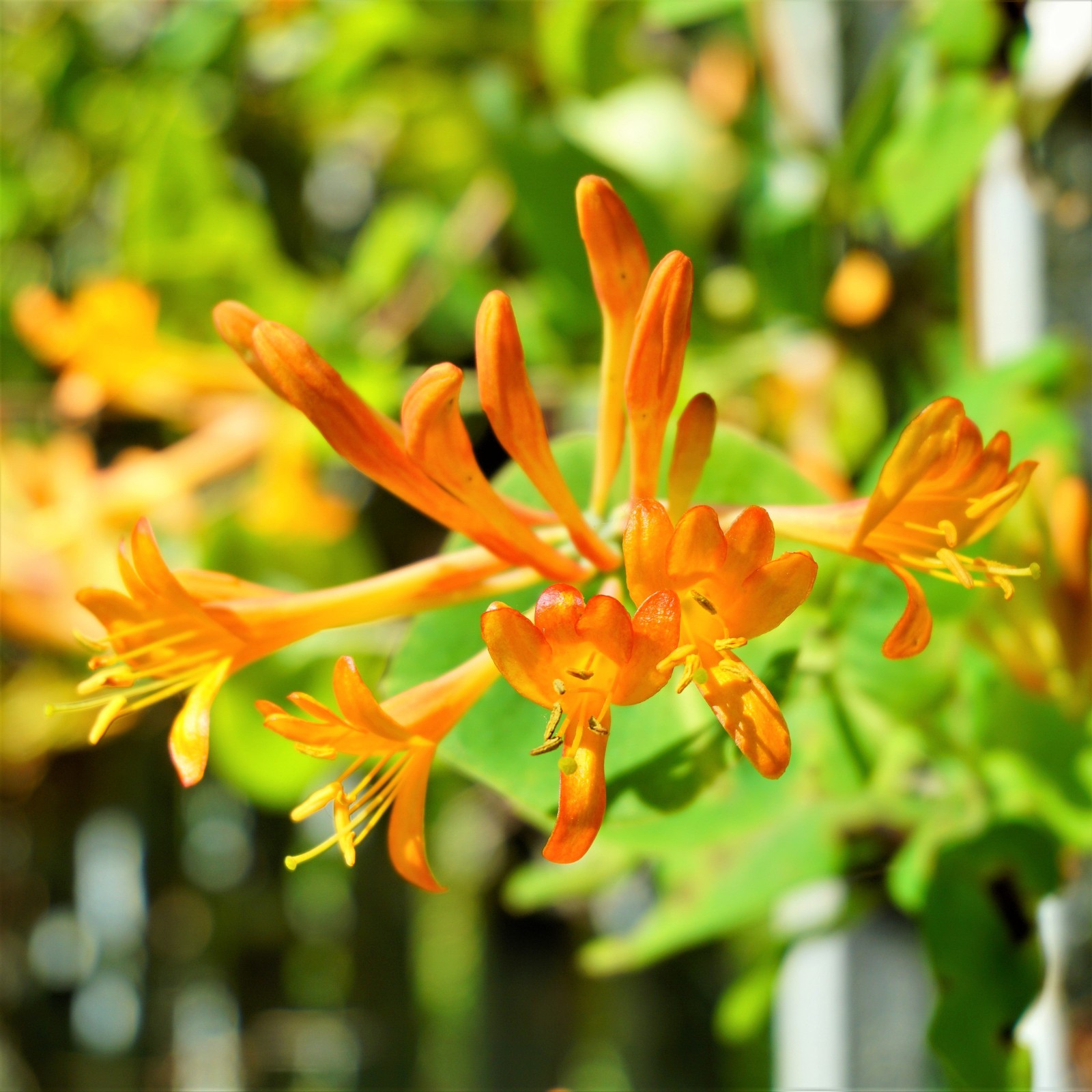 Honeysuckle Mandarin Vine 1 Potted Plant – Rooted in a Quart Pot, Easy to Grow