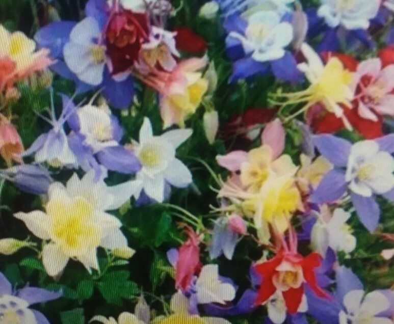 20+ Columbine Giant Mixed Flower Seeds