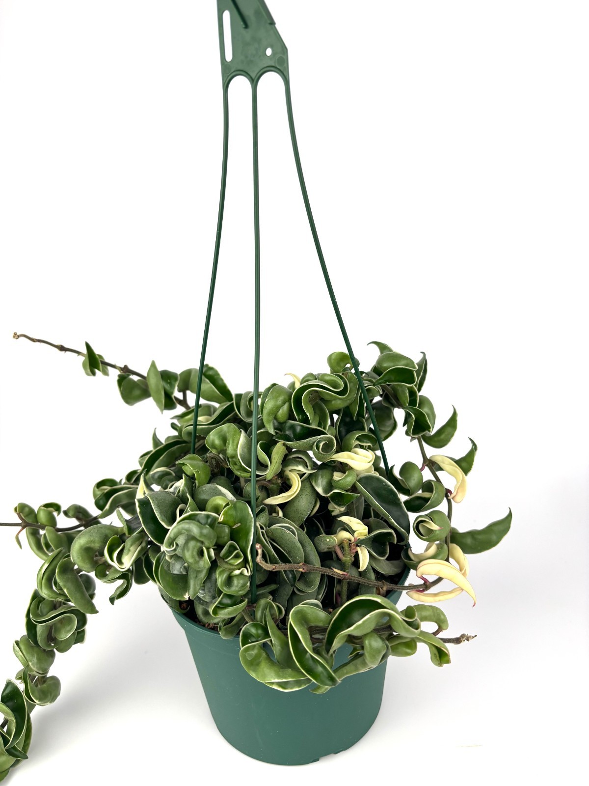 Variegated Hoya Hindu Rope Large Trailing House Plant, 6″ Hanging Pot