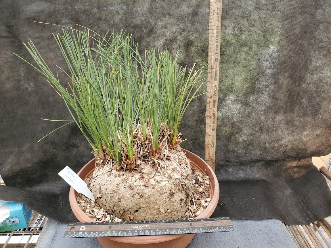 Calibanus hookeri – HUGE – Caudex – Caudiciform