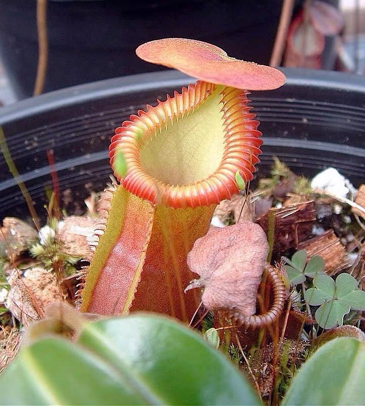 Nepenthes macrophylla 15cm Rare Giant Toothy Pitcher Plant Carnivorous Highland