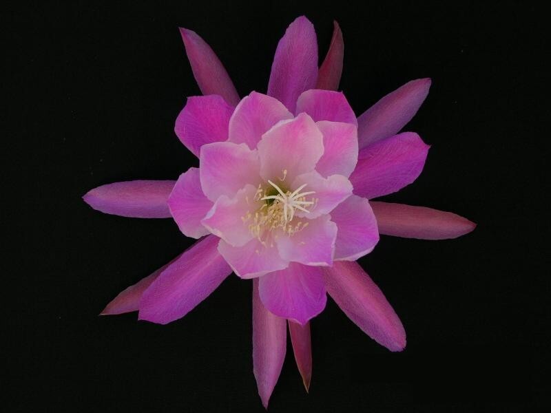 Epiphyllum, Orchid Cactus, ” HAPPINESS IS “, Don’s Quart pots JULY/1