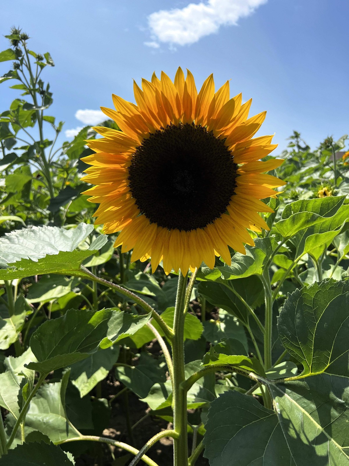 25 EBONY & GOLD SUNFLOWER Helianthus Annuus Flower Seeds