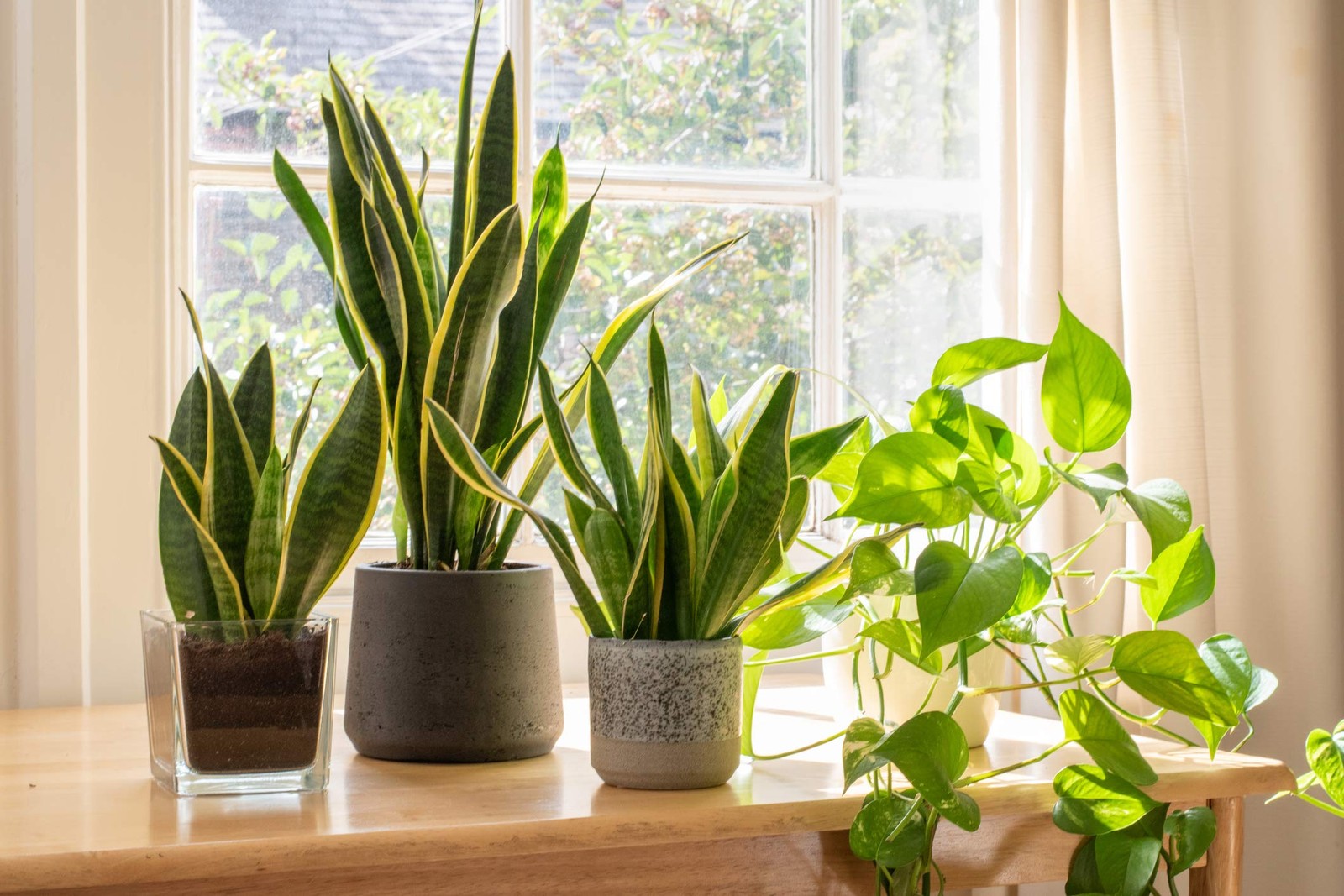 Live Snake Plant Fully Rooted MotherinLaw’s Tongue Potted Indoor Plant