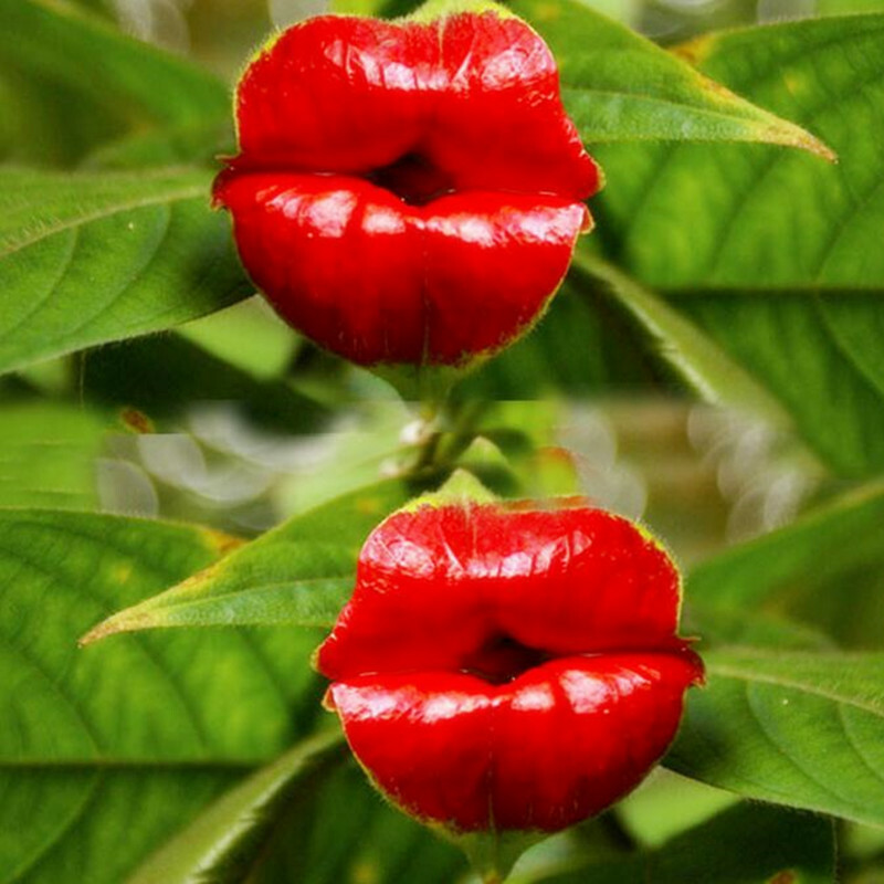 Unique Flowers