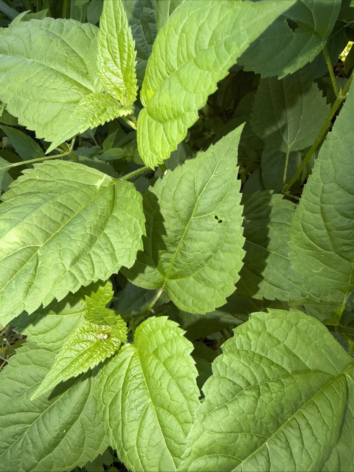 4 Live Stinging Nettle Roots, Medicinal Herb Organically Grown Ready to Plant