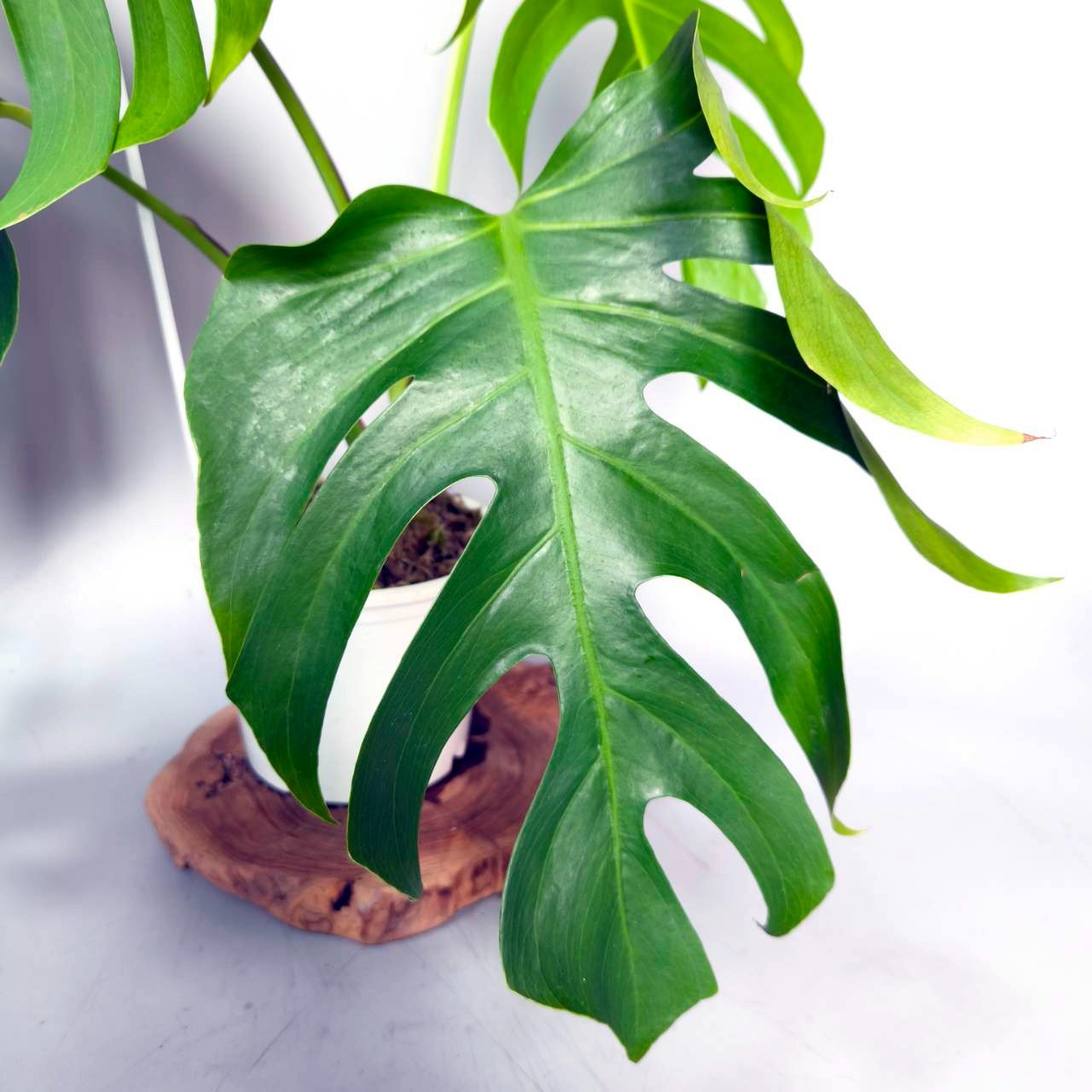 Monstera serrana Mexico form +++ Free Phytosanitary Certificate