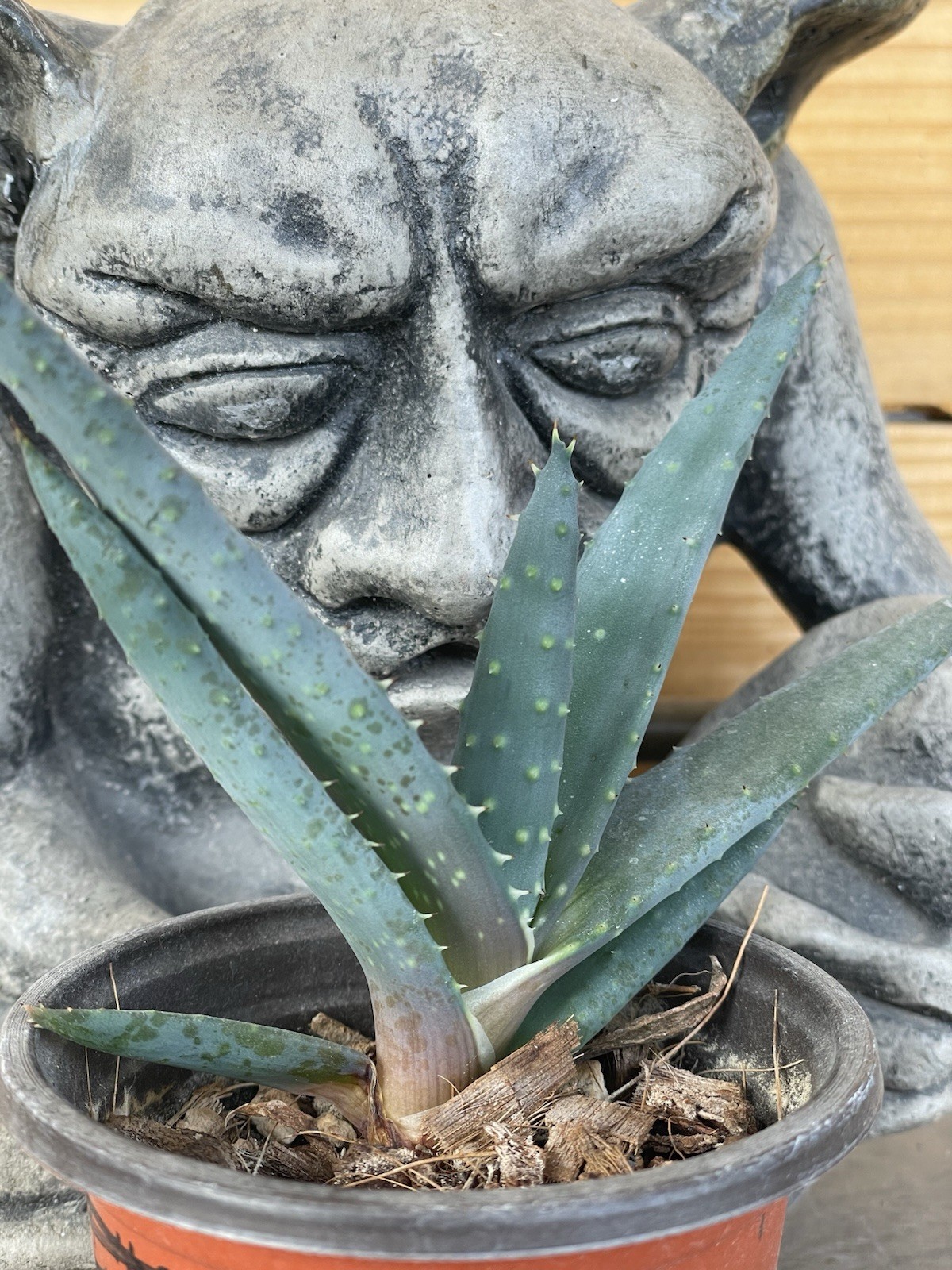 ALOE REITZII – rare aloe seedling — SEED GROWN!!