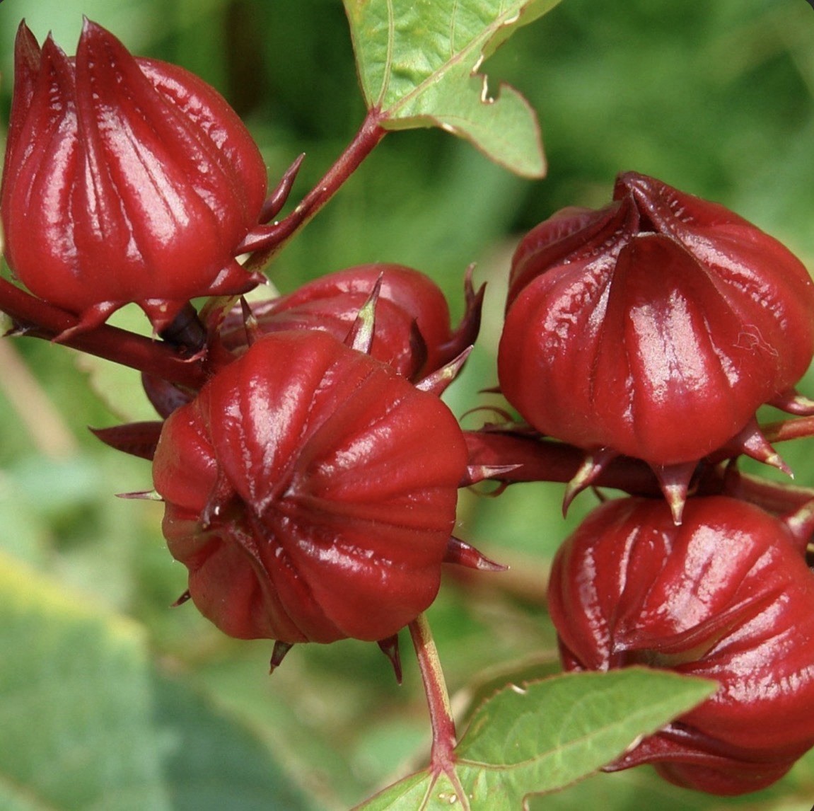 20 SEEDS Hibiscus Sabdariffa | Roselle Seeds | Asian Sour Leaf | NON-GMO