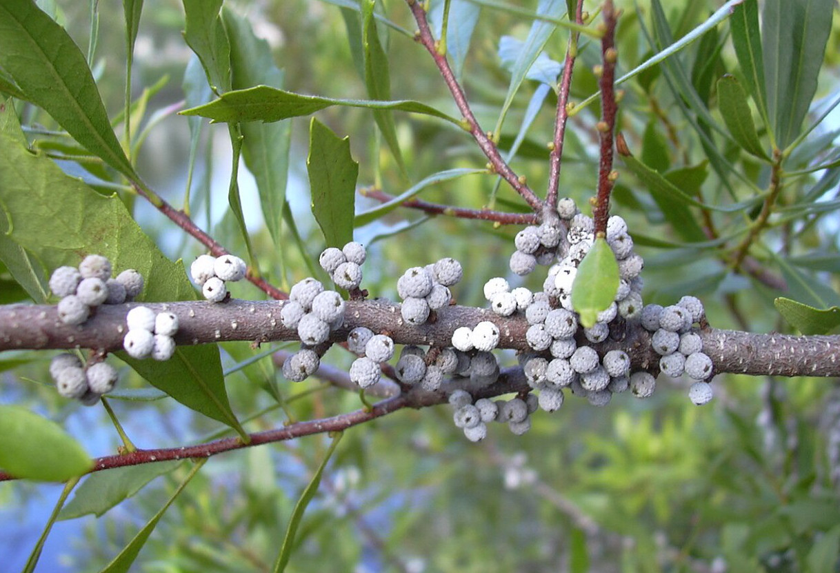 Southern Wax Myrtle (Myrica cerifera) Starter- 10-12 inches Starter
