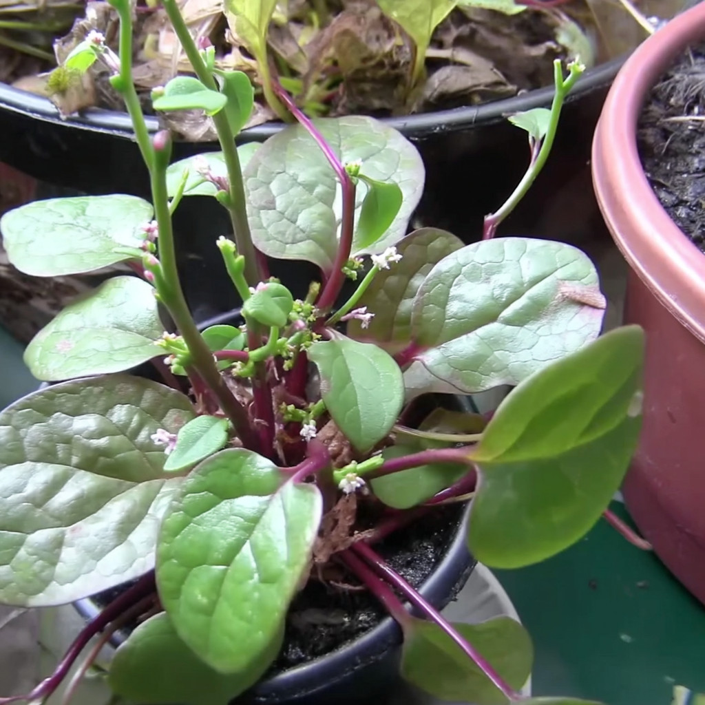 Red Malabar Spinach – 50 Seeds | Heat-Tolerant Climbing Vine for Gardens