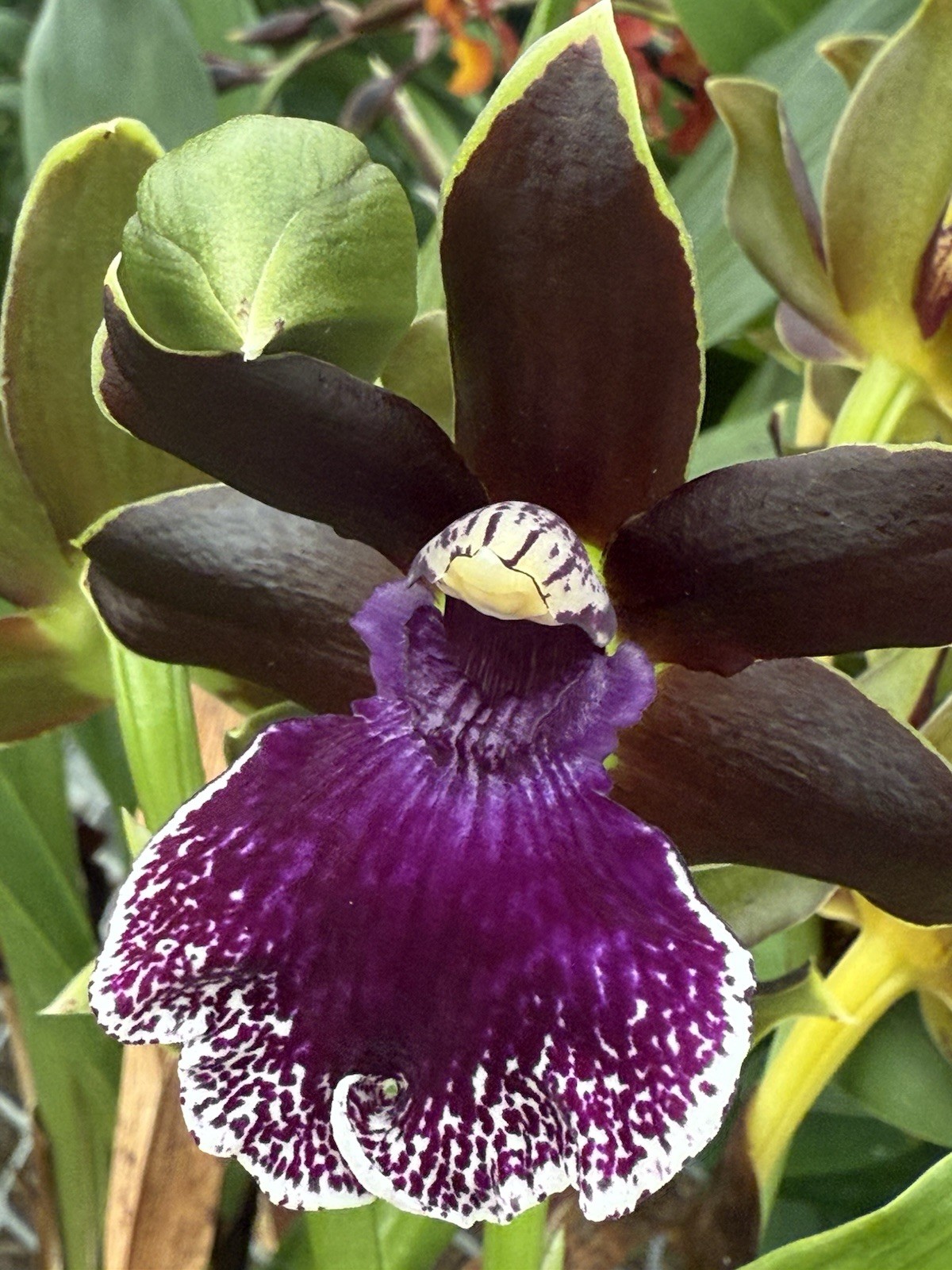 Orchid Plant Zigo one rooted bulb bare root no ppt