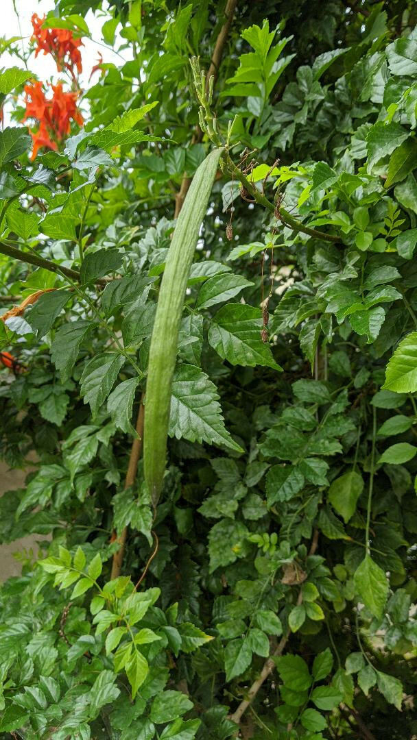 FREE shipping! 10 seeds Cape Honeysuckle — Peachy-Pink Hummingbird magnets!