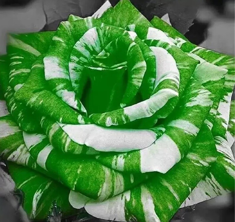 25pc TIGER DRAGON ROSE SEEDS Garden Flower rare exotic USA seller FREE shipping