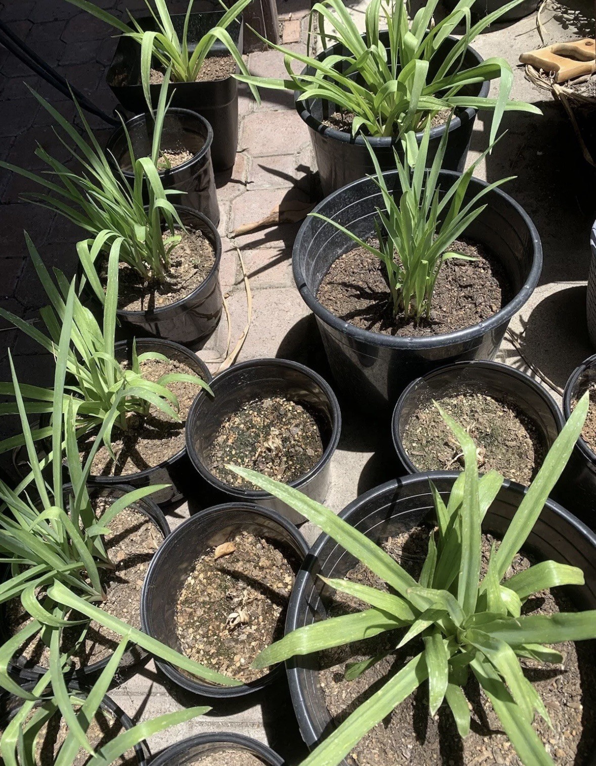 Tuberose Clump Singles Bulbs Sz M/ L Rooted & Sprouted Ready To Plant