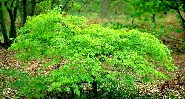 15 WATERFALL JAPANESE MAPLE SEEEDS – Acer palmatum ‘Waterfall’