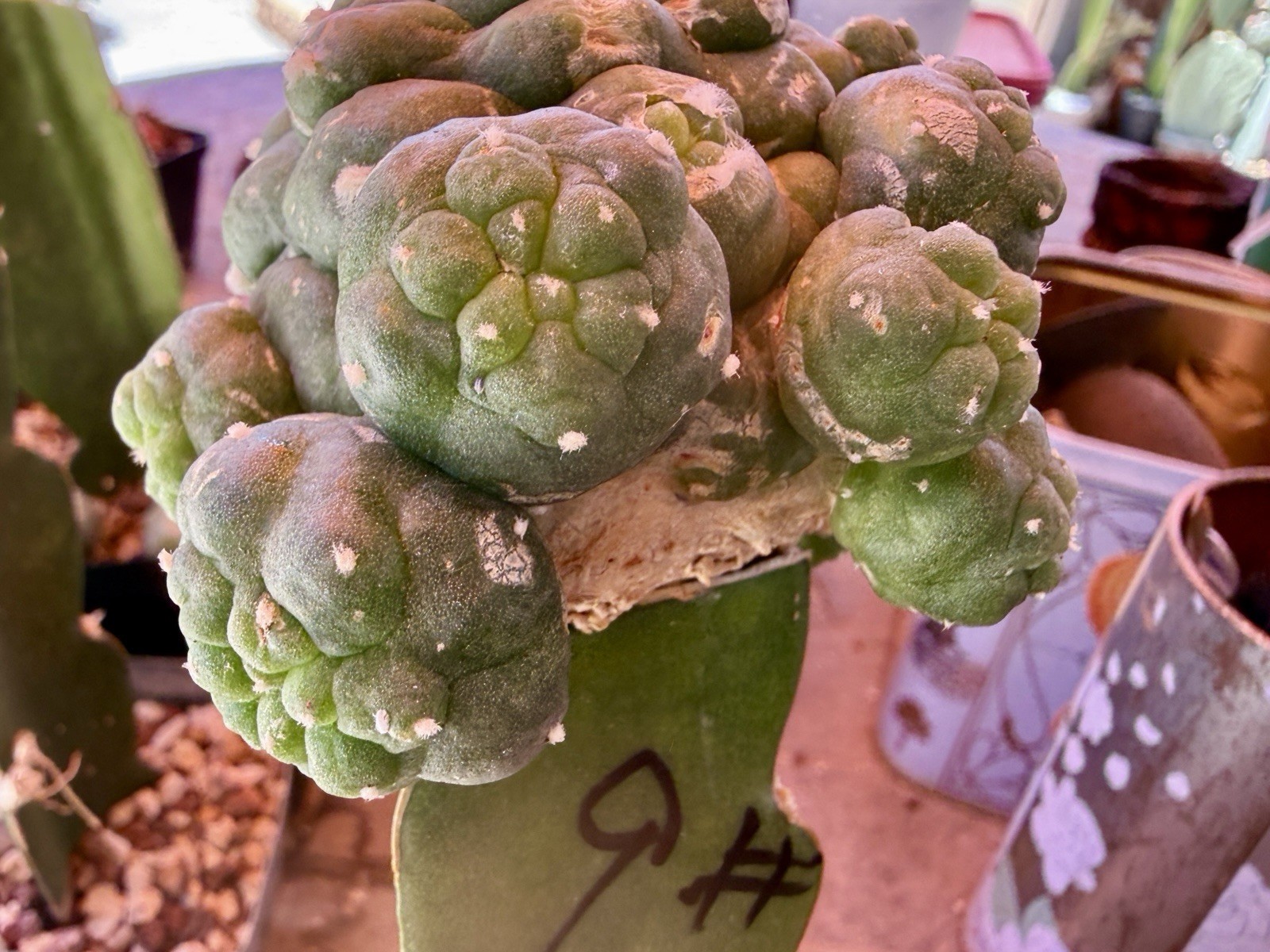 RARE 8.0Cm Grafted Ariocarpus Astrophytum .Multiple Heads Style[9]