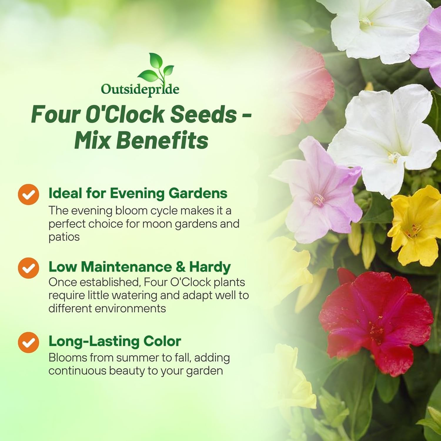 1 LB Four O’ Clock Seeds – Mirabilis Jalapa Wildflower Seed Mix
