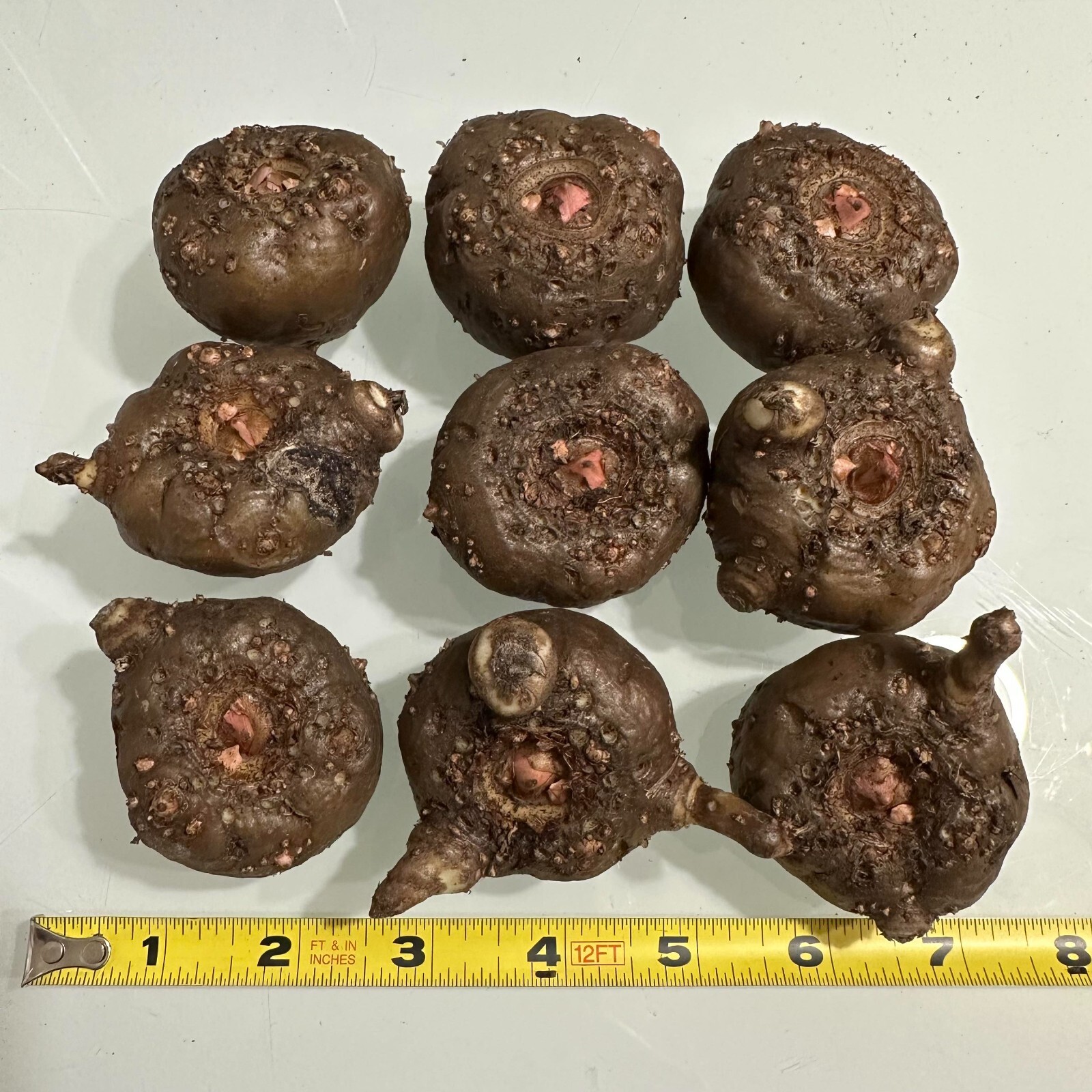 Amorphophallus ‘Konjac’ Voodoo Lily Corpse Flower Arum Bulbs Tubers Corms