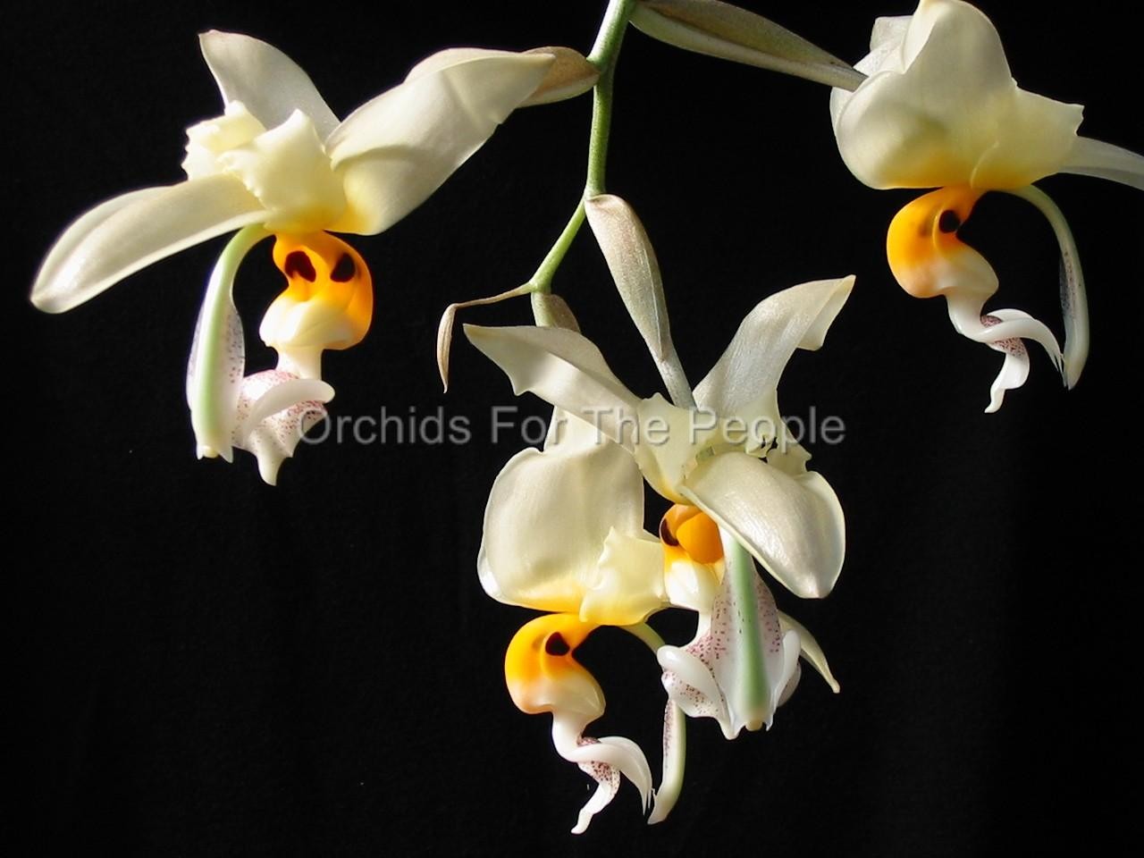 Near Blooming Size Fragrant Orchid Species Stanhopea embreei. Amazing Flowers!
