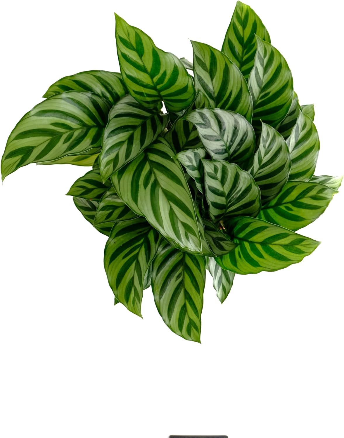 Shop Succulents Calathea Concinna Freddie, Live Indoor Plant, Easy Care Tropical