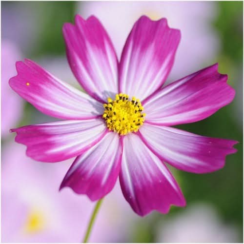 Candystripe Cosmos Seeds For Planting (Cosmos bipinnatus)