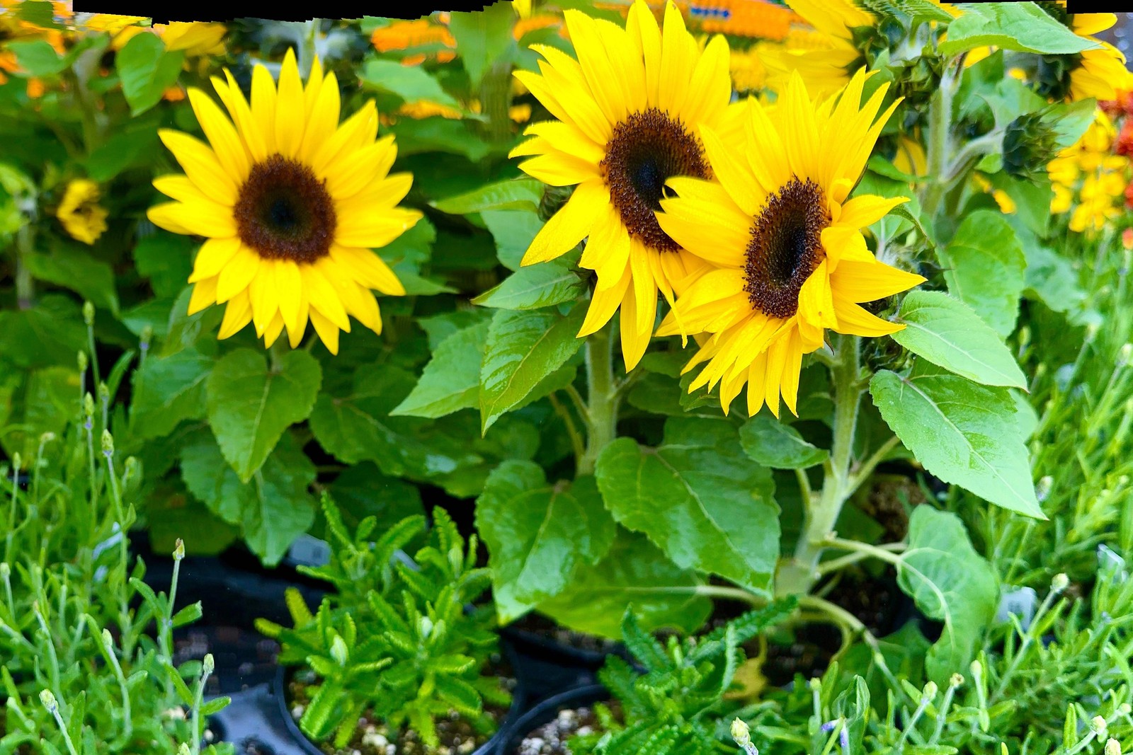 30 INCREDIBLE DWARF SUNFLOWER Helianthus Annuus Flower Seeds