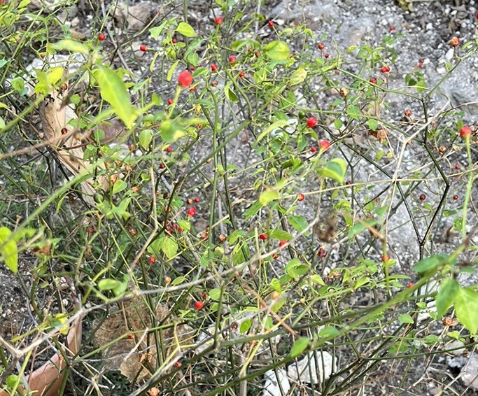 (80 SEEDS) PREMIUM CHILE PEQUIN BIRD EYE HOT PEPPER SEEDS FREE SHIPPING