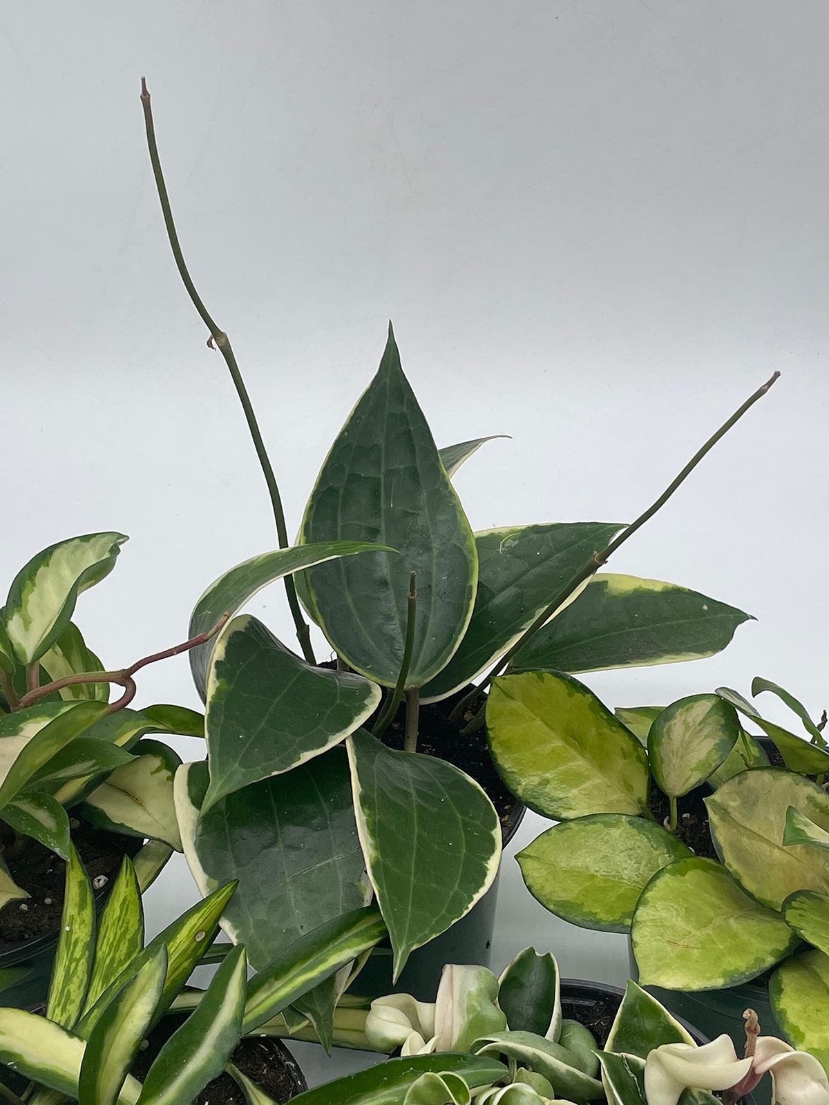 Variegated Hoya Assortment Set, Hindu Rope, Wayetii, Australis, Macrophylla, Kri