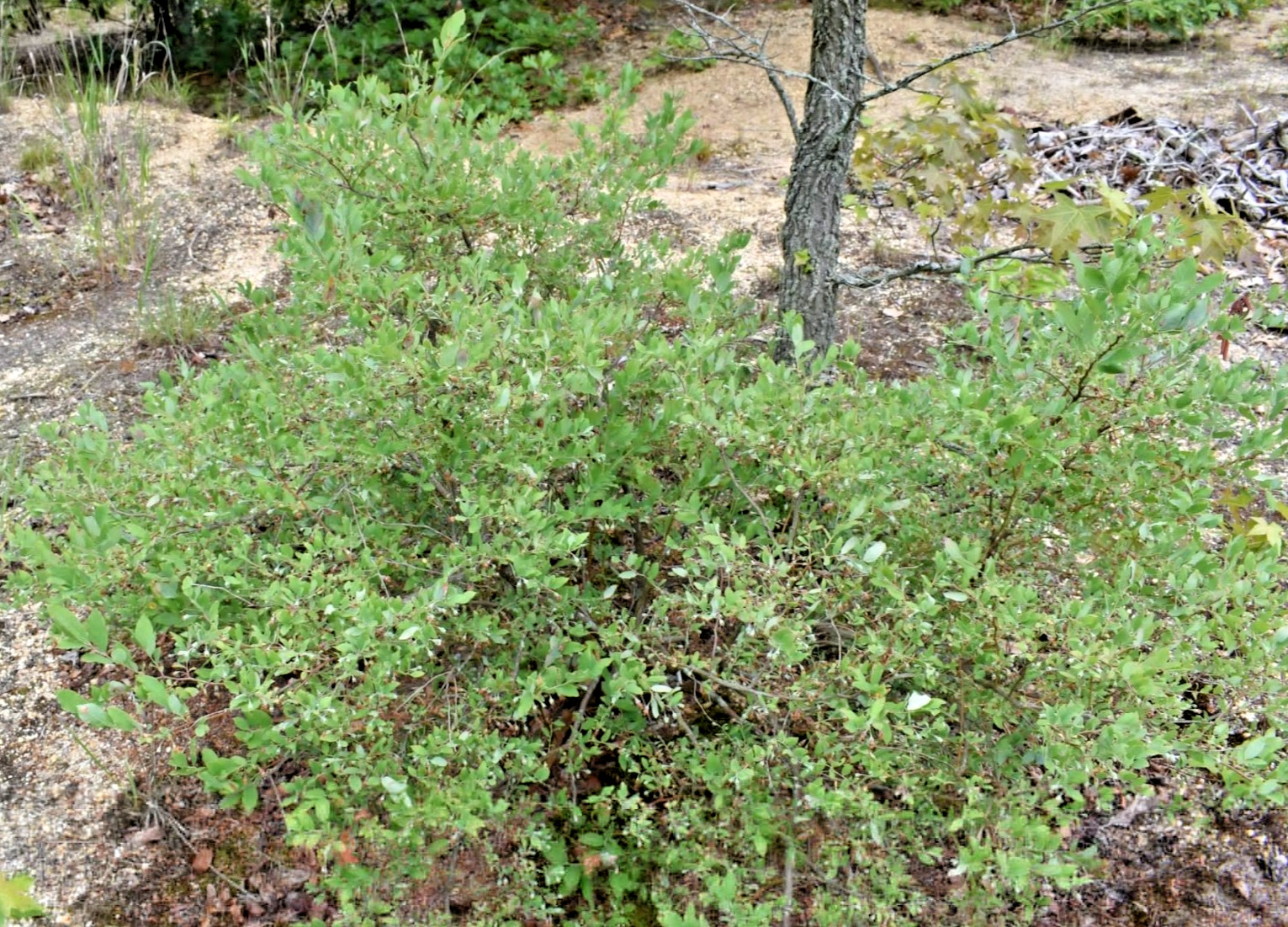 DeEr-BeRrY Highbush Huckleberry, plant LOTS FRUIT FRESH Harvested Native Wild