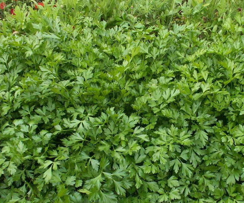 500 Italian Parsley Seeds Culinary Herb Heirloom